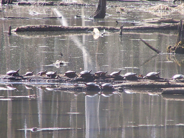 Turtles
