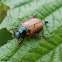 Bracken Chafer