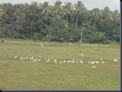 DSC00485