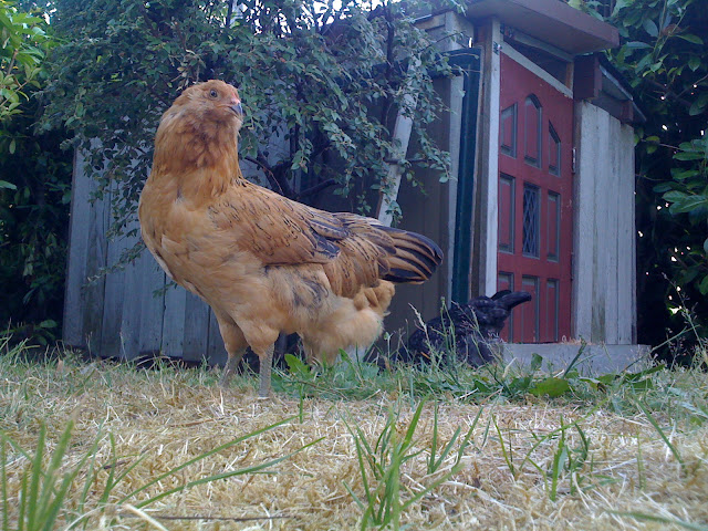 Kevin & the completed coop Kevin & the completed coop