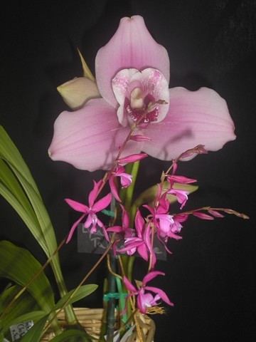 [2008 orchid show 007[4].jpg]