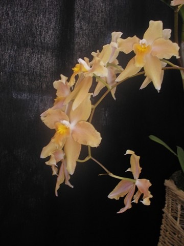[2008 orchid show 006[4].jpg]