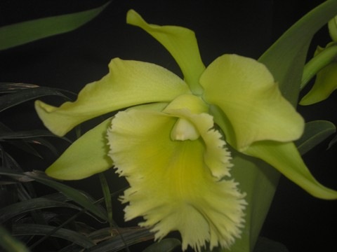 [2008 orchid show 011[4].jpg]