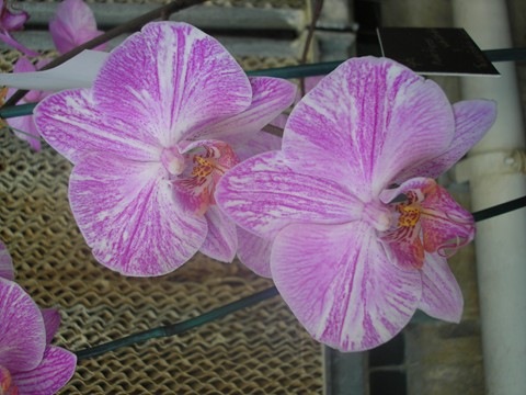 [2008 orchid show 005[4].jpg]