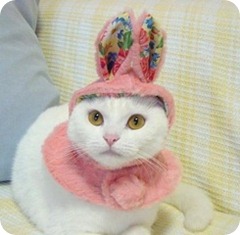 Easter cat