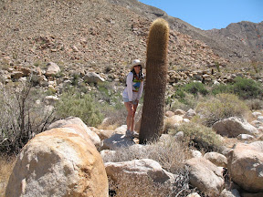 Mary gets close to a impressive barrel cactus.
