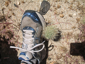 Hazards of the trail.
