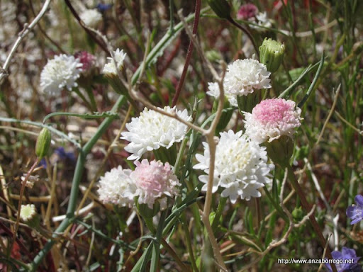 Desert Pincushion - Anza Borrego Desert