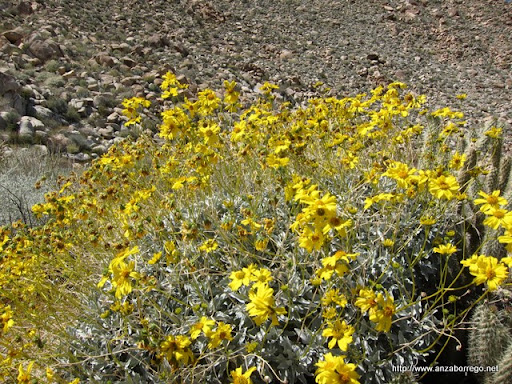 Brittlebush - Anza Borrego Desert