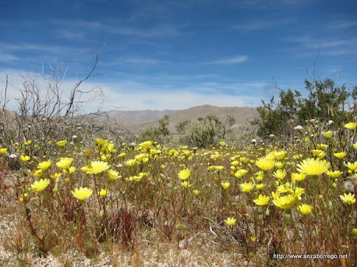 Desert Dandelion - Anza Borrego Desert