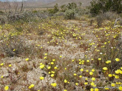Desert Dandelion - Anza Borrego Desert