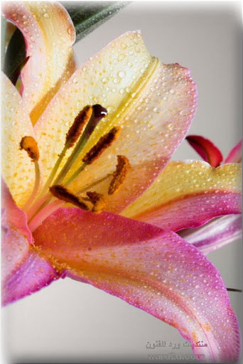21-fleur-www.ward2u.com.jpg
