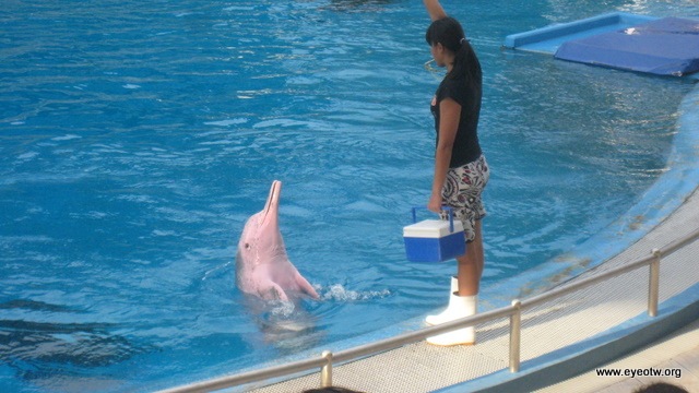 [pink dolphin[2].jpg]