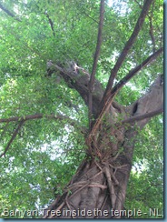 Banyan 2