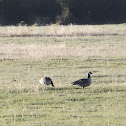 American Goose