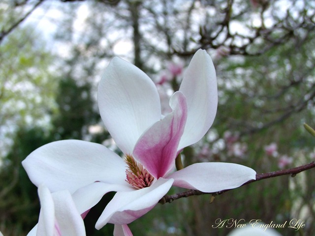 [Magnolia flower b[4].jpg]