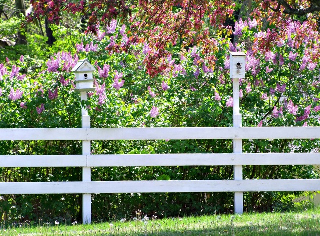 [Lilac fence[4].jpg]