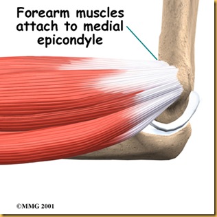 elbow_medepi_anatomy01