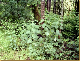 plant-Nettle-Stinging