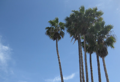 Palm trees
