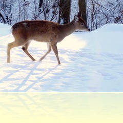 deer 1 deer 1