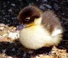 [baby duck[2].jpg]