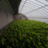 Anthurium muurkas Beijing