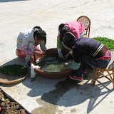 Sorteren weefselkweek plantjes