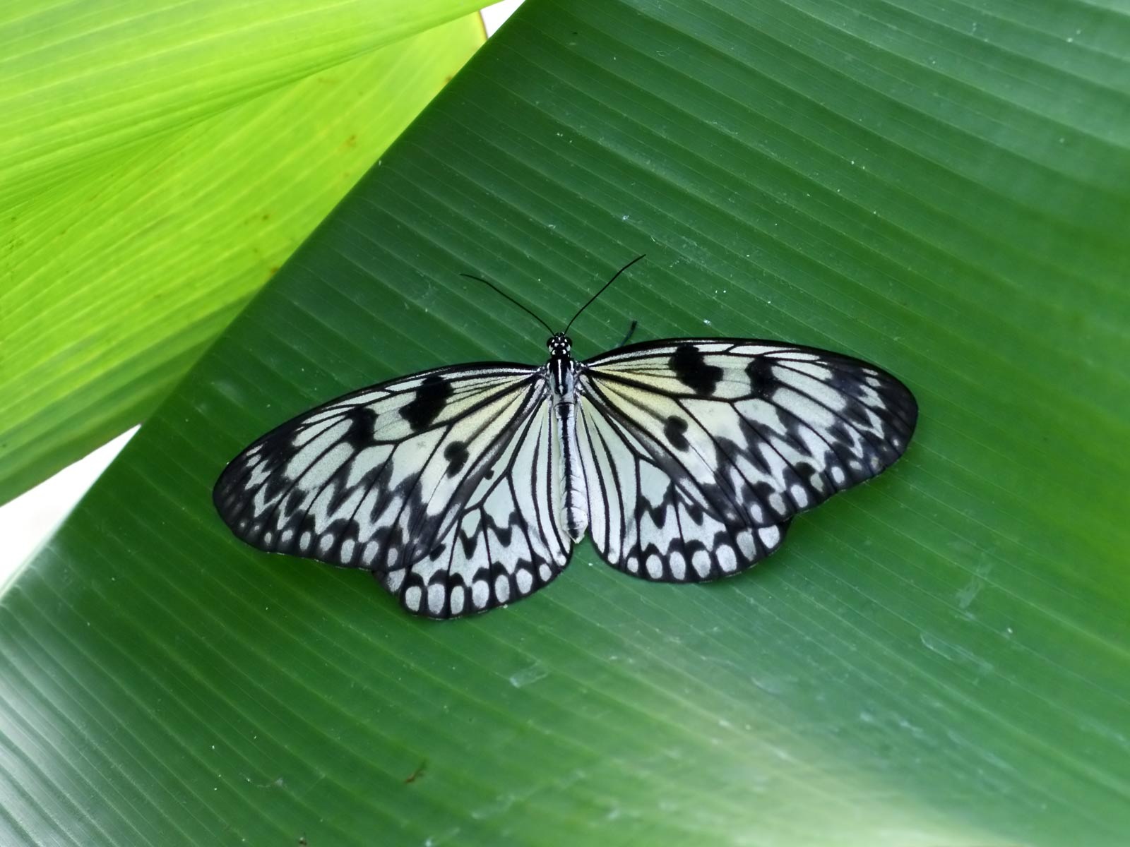 [Papilio_butterfly[5].jpg]