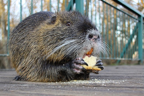 [nutria[3].jpg]