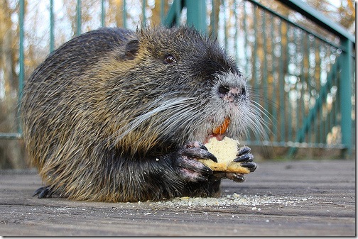 nutria