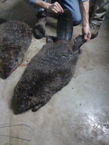 [beavers2[3].jpg]