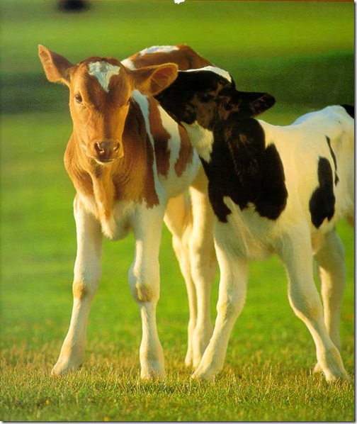 calves