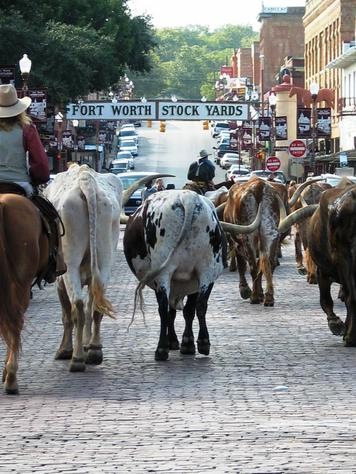 [p340306Fort_WorthCattle_Drive_at_the[1].jpg]