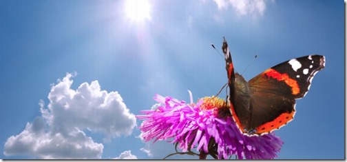 Butterfly-in-the-Sunshine