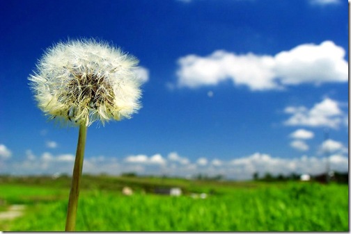 1dandelion