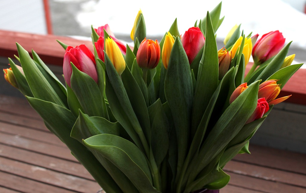 [tulipaner[3].jpg]
