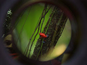 red.frog.jpg