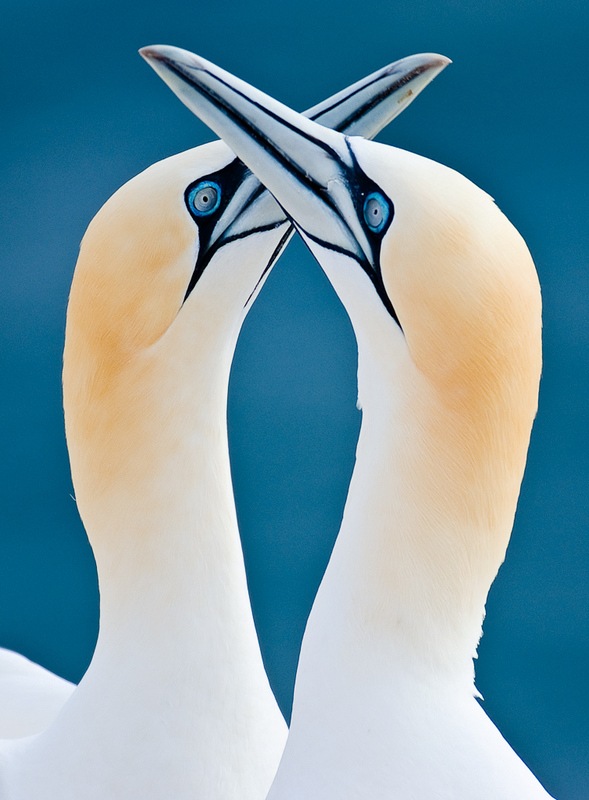Wildlife-photography-bird-4