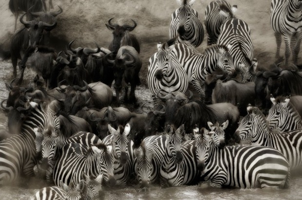 black-and-white-photography-Giraffe