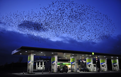 Flock- of-Birds-photography Flock- of-Birds-photography