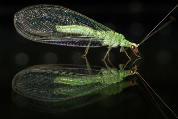 Lacewing-reflected