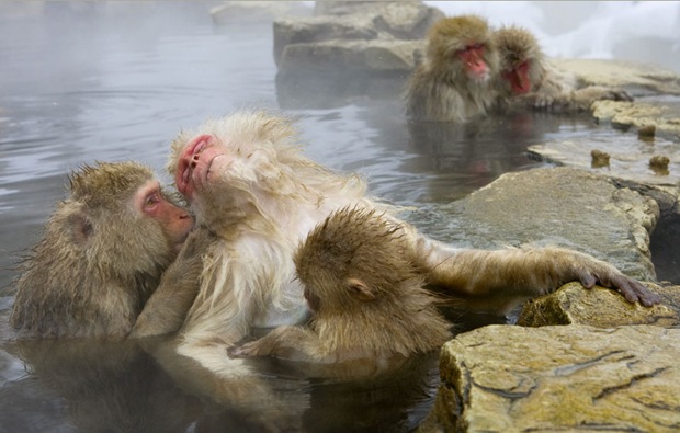 Photography of Show Macaque (Show monkey) family in hot spring, Jigokudani Yaenkoen Park, Japan