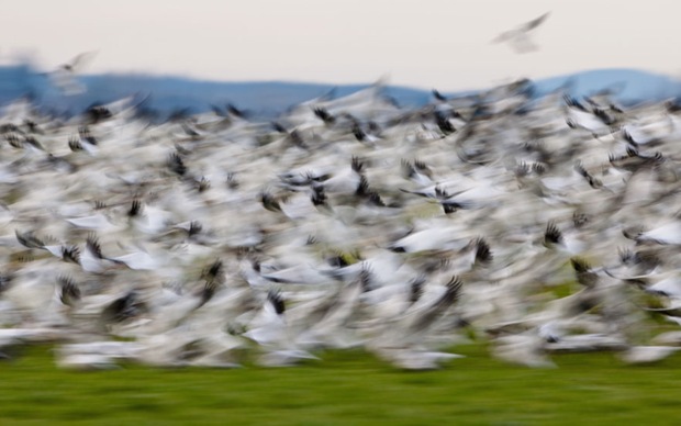 Blurry birds (show geese from Siberia) in Fir Island, Mt. Vernon, Washington. Blurry birds (show geese from Siberia) in Fir Island, Mt. Vernon, Washington.