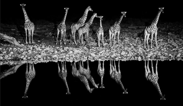 Giraffe at Okaukuejo waterhole, Etosha National Park, Namibia