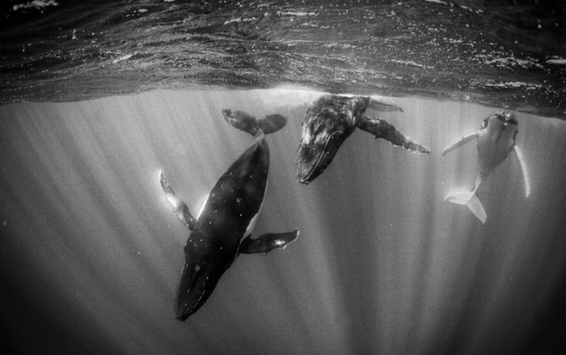 Humpback Whales in Sunlit Water at Moorea, French Polynesia