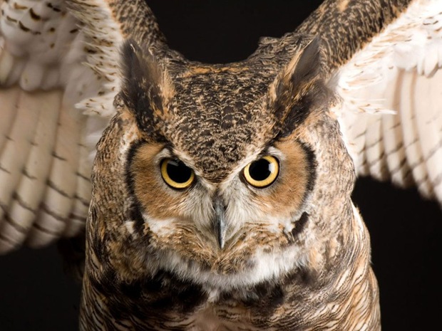 The most common owl in North and South America, the great horned owl has adapted to a wide variety of habitats and climates. The most common owl in North and South America, the great horned owl has adapted to a wide variety of habitats and climates.