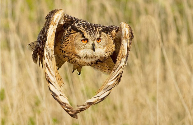The owl of the rising sun The owl of the rising sun