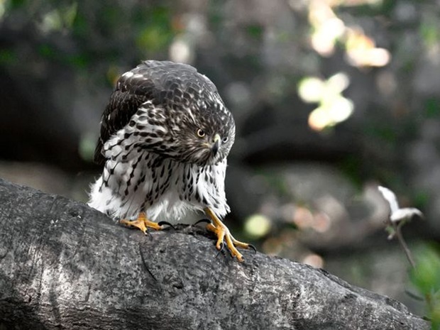 Cooper ’s -hawk photography