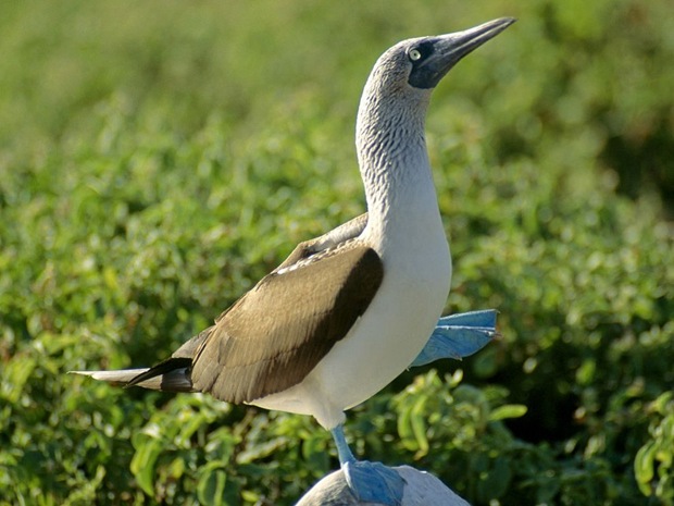 Not just attractive physical features, the blue feet of this booby can be used to cover its chicks and keep them warm. Not just attractive physical features, the blue feet of this booby can be used to cover its chicks and keep them warm.